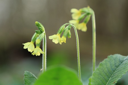 Slanke sleutelbloem (Primula elatior)